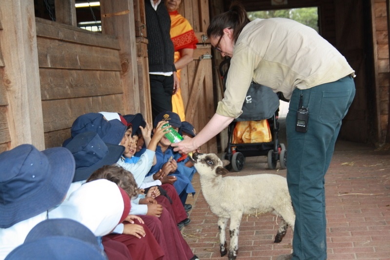 Year Foundation Excursion to Bundoora Farm